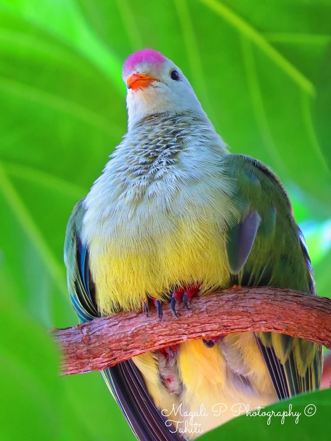 Ptilopte de Polynesie — Magali Pellier